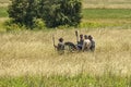 War enactment with cannon at Gettysburg Battlefield, PA, USA Royalty Free Stock Photo