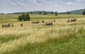War enactments with cannon at Gettysburg Battlefield, PA, USA Royalty Free Stock Photo