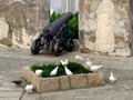 War and Peace Macao Spotted Dove Pigeons Birds Pigeon White Doves Macau Monte Fortress Garden Bird Nature Freedom Cannon Weapon