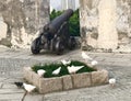 War and Peace Macao Spotted Dove Pigeons Birds Pigeon White Doves Macau Monte Fortress Garden Bird Nature Freedom Cannon Weapon