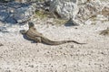 Namibia , waran im etosha np park