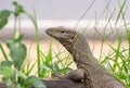 Waran. Royalty Free Stock Photo