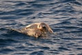 Warana, Olive Ridley sea Turtle, Lepidochelys olivacea Royalty Free Stock Photo