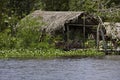 Warao`s House along River, Indian Living in Orinoco Delta, Venezuela