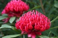 Waratah Royalty Free Stock Photo
