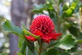 Waratah flower red bloom in park Royalty Free Stock Photo