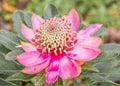 Waratah Flower Royalty Free Stock Photo