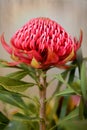 Waratah Flower Royalty Free Stock Photo