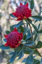 Two Waratah Flowers in Bloom Royalty Free Stock Photo