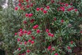 Waratah tree in full bloom. Telopea Waratah tree with large red flowers Royalty Free Stock Photo