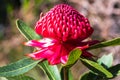 Waratah Wildflower in the National Park - An Australian Native Royalty Free Stock Photo
