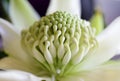 Waratah - Wirrimbirra White Royalty Free Stock Photo