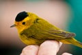 Warbler Banding Session Royalty Free Stock Photo