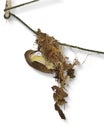 Bird with nest and white background