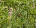 Warbler bird stock photos. Warbler bird perched with yellow plumage. Foreground and background evergreen and foliage