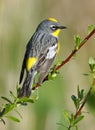 Warbler Yellow Rumped