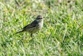 A Warbler Looking at You Royalty Free Stock Photo