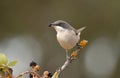 warbler perches on a twig while eating blackberries in the field Royalty Free Stock Photo