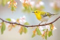 warbler resting on blooming forsythia branch