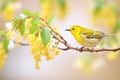 warbler resting on blooming forsythia branch