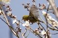 Warbler on spring blossom