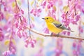 warbler surrounded by blooming redbuds Royalty Free Stock Photo