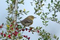 Warbler in Yaupon Holly Royalty Free Stock Photo