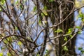Yellow-rumped warbler in Botanical garden Royalty Free Stock Photo