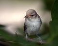 Warbling Vireo Chick