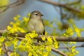 Warbling Vireo - Vireo gilvus