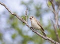 Warbling Vireo perched on branch singing out in spring in Ottawa, Canada Royalty Free Stock Photo