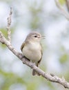 Warbling Vireo perched on branch singing out in spring in Ottawa, Canada Royalty Free Stock Photo