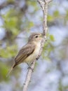 A Warbling Vireo perched on branch singing out in spring in Ottawa, Canada Royalty Free Stock Photo