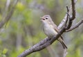 A Warbling Vireo perched on branch singing out in spring in Ottawa, Canada Royalty Free Stock Photo