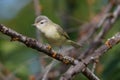 Warbling Vireo perched on a leafless tree branch Royalty Free Stock Photo
