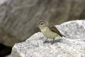 Warbling Vireo 600241