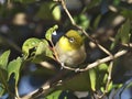 Warbling white-eye or Mejiro on a flowering dogwood branch Royalty Free Stock Photo