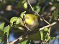 Warbling white-eye or Mejiro on a flowering dogwood branch Royalty Free Stock Photo