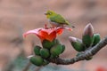 The warbling white-eye Zosterops japonicus, also known as the Japanese white-eye and mountain white-eye in Vietnam