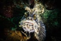 Warbonnet japonicus on colorful seabed.