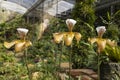 Ward's Paphiopedilum Orchid in bloom, Rare colorful orchid