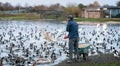Warden feeding the ducks, swans and geese at Slimbridge Wetland Centre in Slimbridge, Gloucestershire, UK Royalty Free Stock Photo