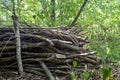 Warehouse dry branches. Clearing dead wood from forest. Close-up.