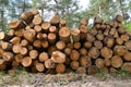 The warehoused pine logs. Logging Royalty Free Stock Photo