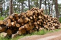 The warehoused pine logs in the wood. Wood procurement Royalty Free Stock Photo