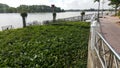 The warer hyacinths gather at the pier Royalty Free Stock Photo