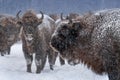 Warlike Free Grazing European Wood Bison Close Up.Adult Aurochs  Wisent , Covered With Snow Crust And Muzzle In Snow. Huge Wild Royalty Free Stock Photo