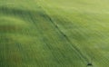 Warm aeriel view of sunrise over endless green field of agricultural winter crops covered by light mist