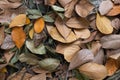 a warm autume leaf falling on ground Royalty Free Stock Photo