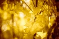 Warm autumn forest with maple trees. Yellow leaves with beautiful sunlight Royalty Free Stock Photo